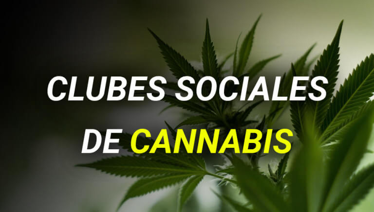 club-cannabis-blog
