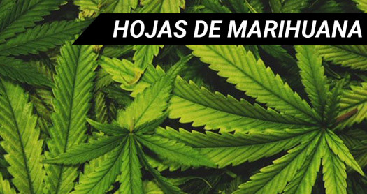 hojas-marihuana-blog