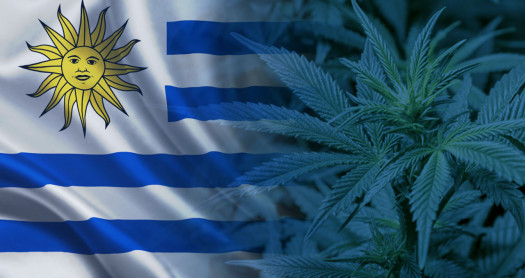 marihuana Uruguay
