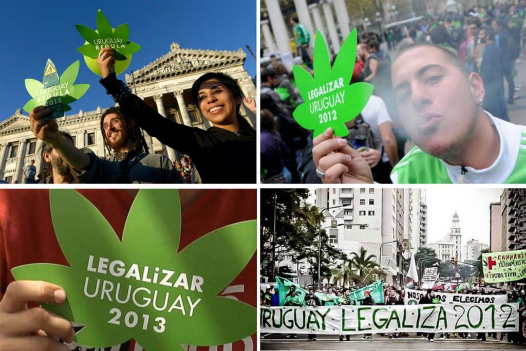 Qué son y cómo se clasifican las semillas de marihuana? - Noticias Uruguay,  LARED21 Diario Digital