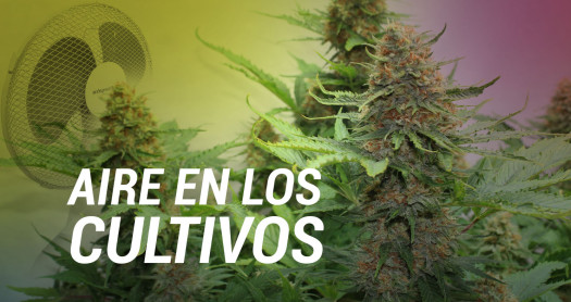 aire en cultivos marihuana