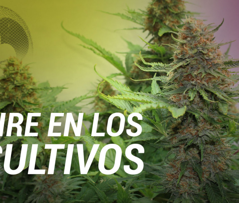 aire en cultivos marihuana