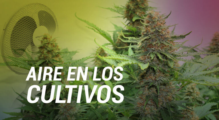 aire en cultivos marihuana