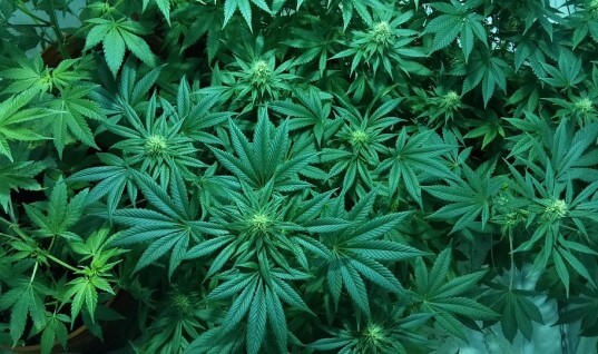 CYCLE VITAL ET DURÉE D’UNE CULTURE DE CANNABIS