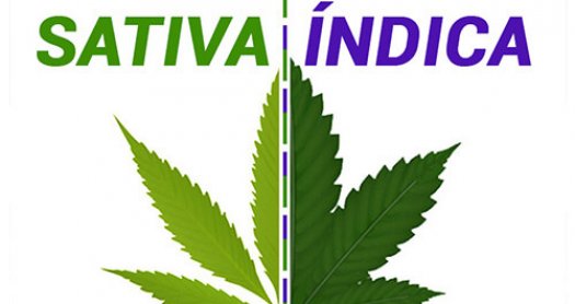 sativa indica