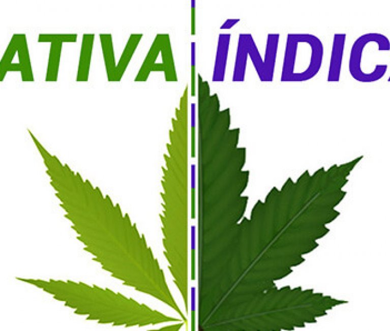 sativa indica