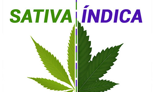 sativa indica