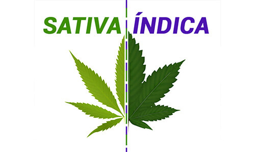 sativa indica