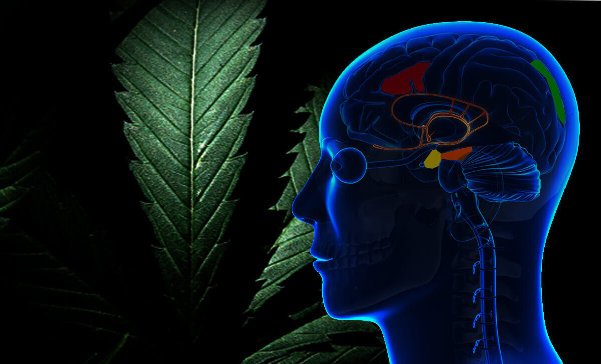 cerveau et marijuana