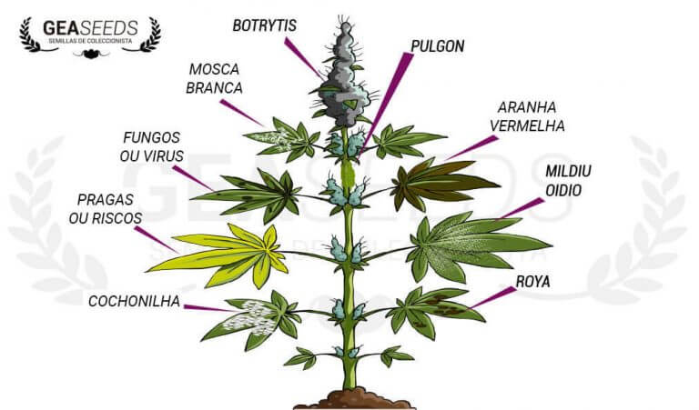 Doenças da maconha