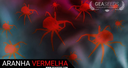 pragas de aranha-vermelho