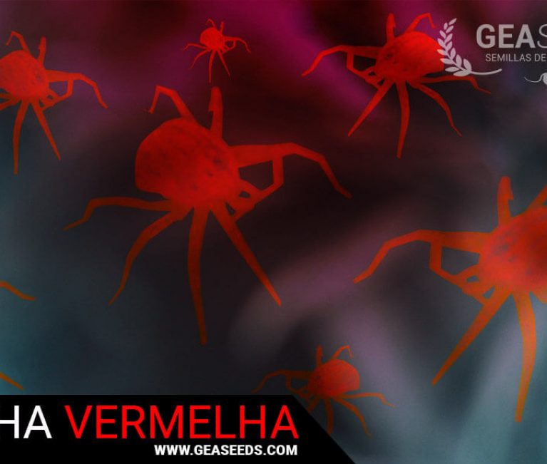 pragas de aranha-vermelho