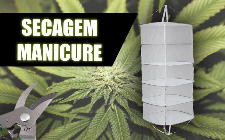 maconha-seca-e-curada