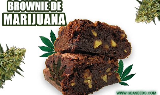 brownie-de-marijuana