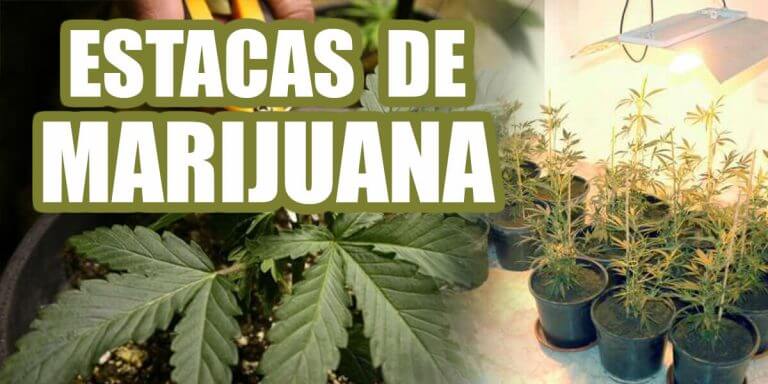 estacas-marijuana
