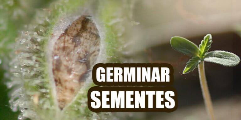 germinar-sementes