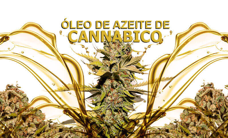 Oleo azeite cannabico