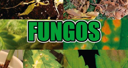 Fungos
