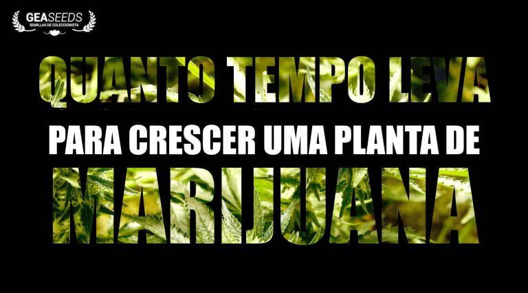 Quanto tempo leva crecer marijuana