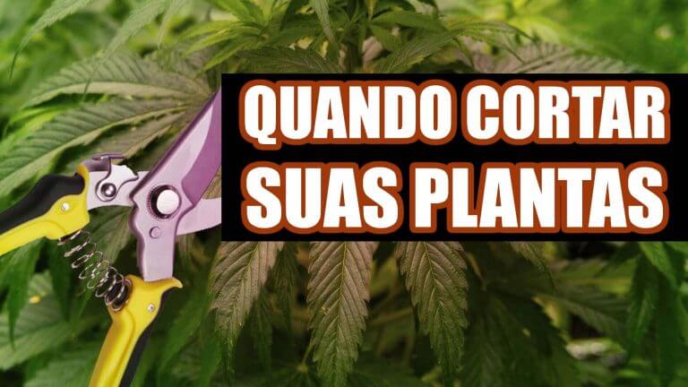 Quando cortar a marijuana