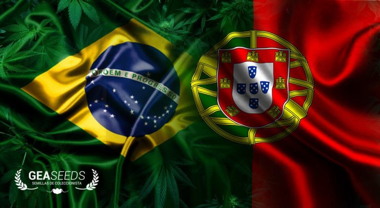 brasil portugal geaseeds