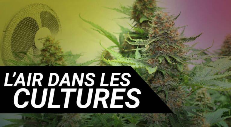l'air dans les cultures de marijuana