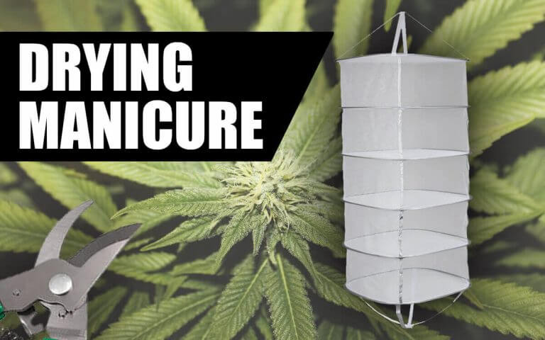 HOW TO MANICURE, DRY AND CURE MARIJUANA
