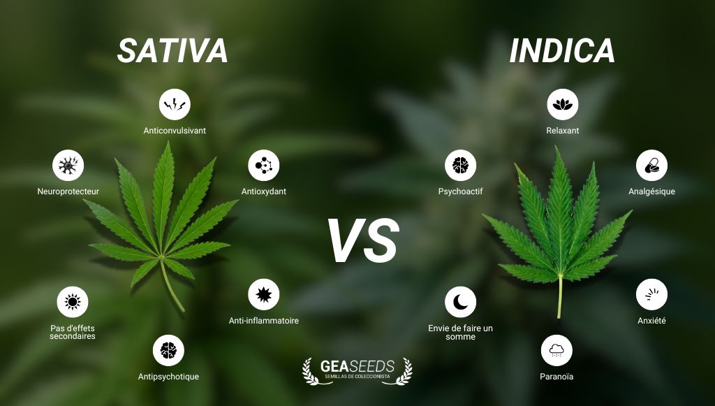 Illustration comparant le cannabis Sativa et Indica avec des icônes représentant leurs effets et caractéristiques typiques.