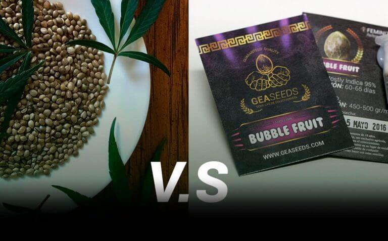 GRAINES DE CANNABIS EN VRAC ET GRAINES CONDITIONNEES