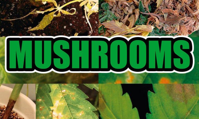 TYPES OF FUNGI IN CANNABIS – PREVENTION, REMEDIES AND TREATMENTS