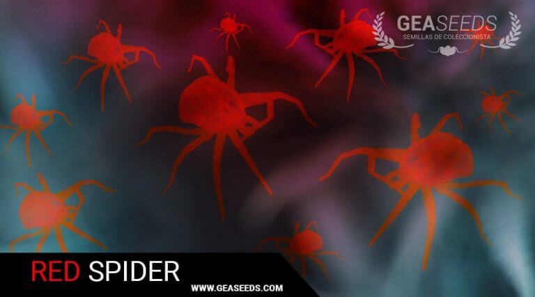 THE RED SPIDER – HOW TO KILL AND PREVENT IN CROPS
