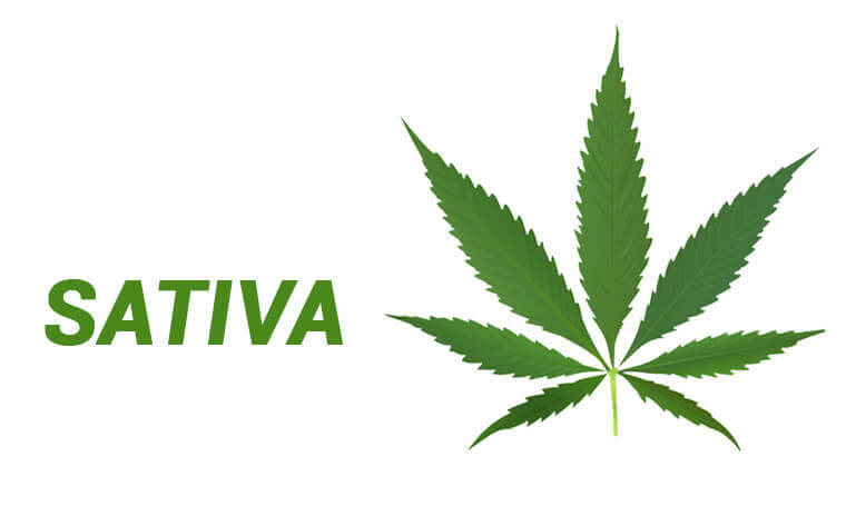 type of sativa variety marijuana