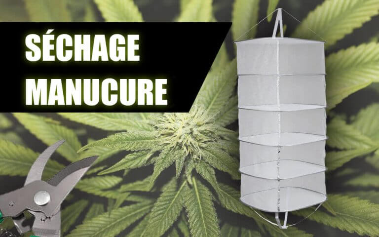 COMMENT RECOLTER, SECHER ET  MANUCURER LA MARIJUANA
