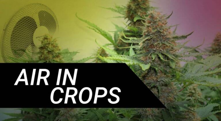 AIR IN MARIJUANA GROWING ROOMS