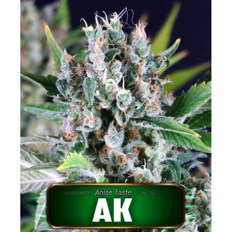 ak-original-geaseeds