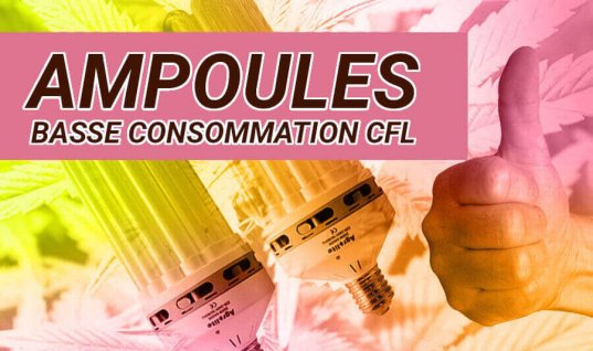 CULTURE EN INTÉRIEURE AVEC DES AMPOULES CFL À FAIBLE CONSOMMATION