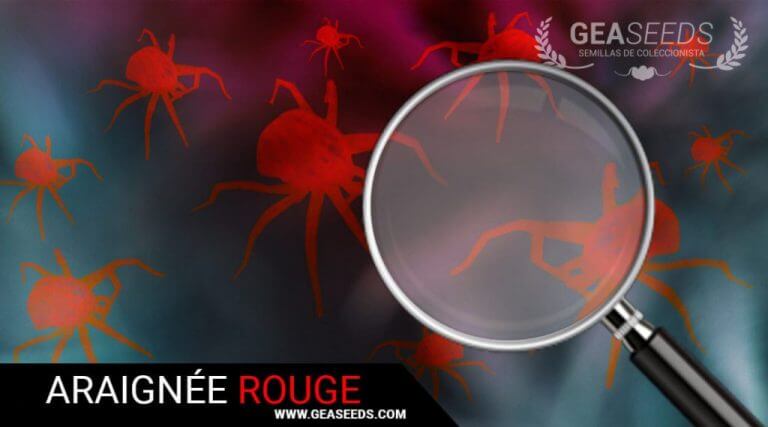L’ARAIGNÉE ROUGE – COMMENT  LA TUER ET PRÉVENIR SON APPARITION DANS LES CULTURES