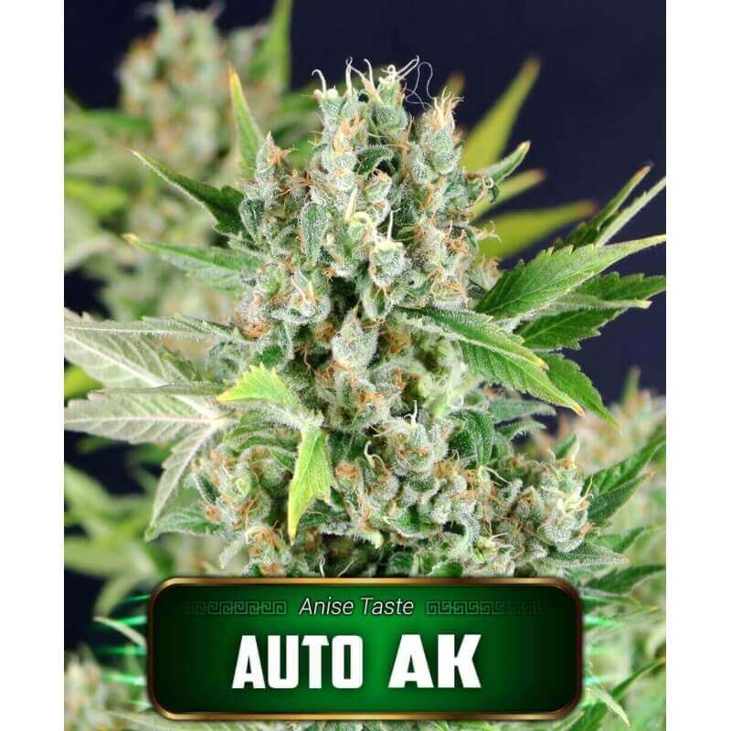 auto-ak-geaseeds