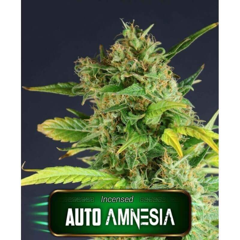 auto-amnesia-geaseeds