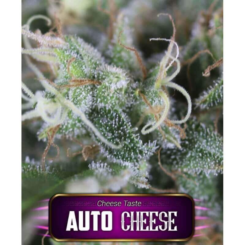 auto-cheese-geaseeds