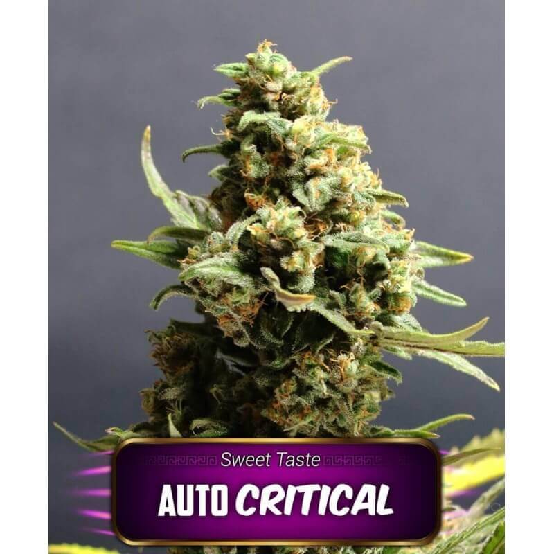 auto-critical-geaseeds