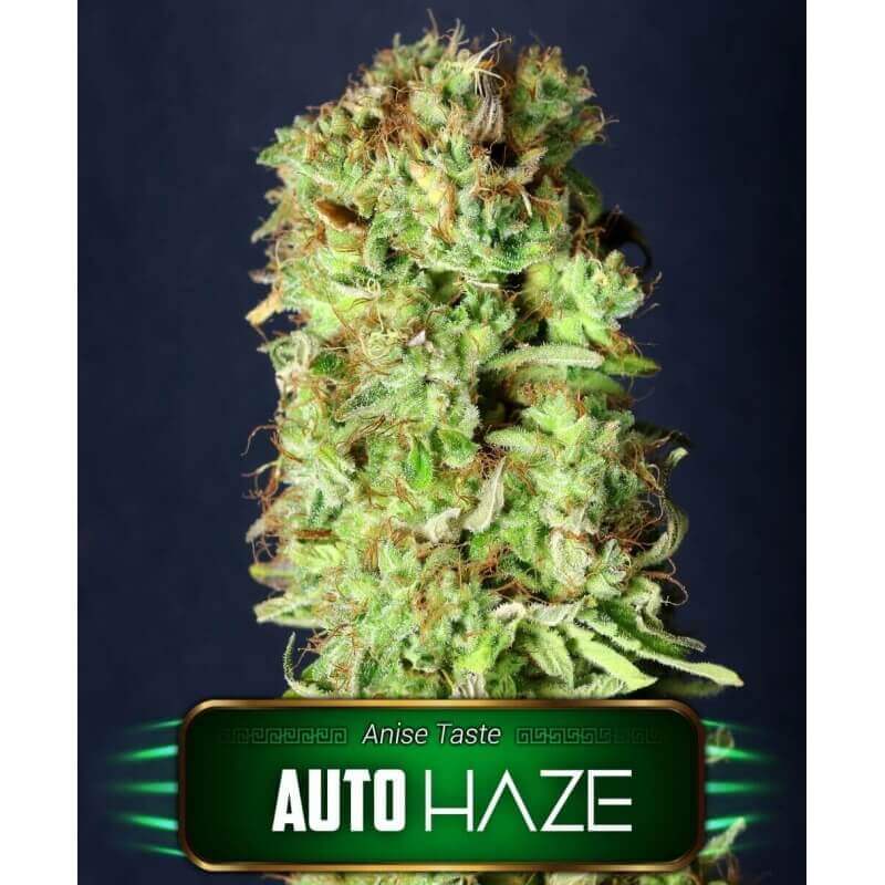 auto-haze-geaseeds