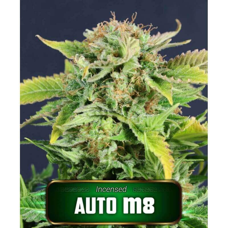 auto-m8-geaseeds