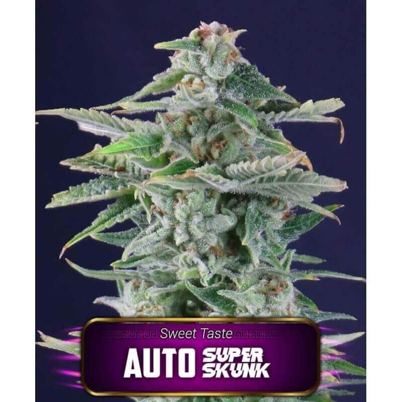 auto-super-skunk-geaseeds