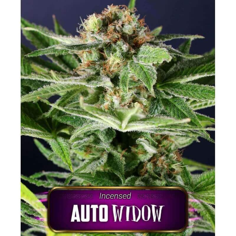auto-widow-geaseeds