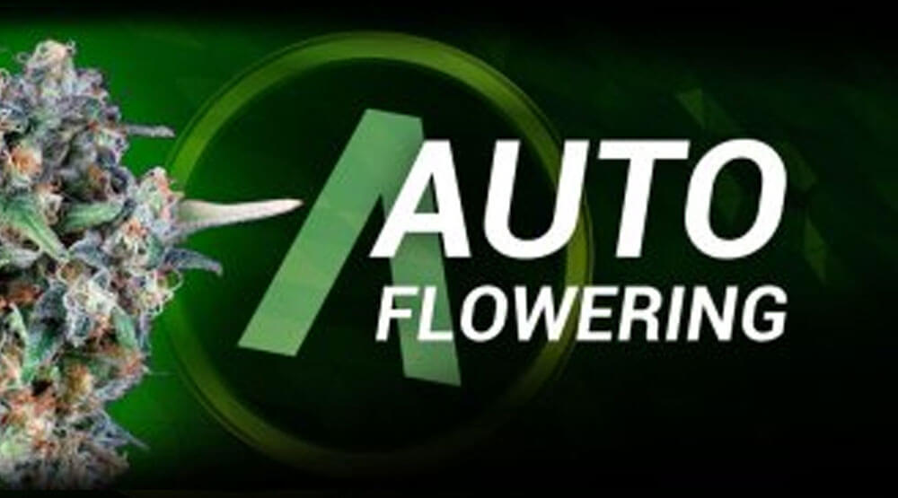 autoflowering