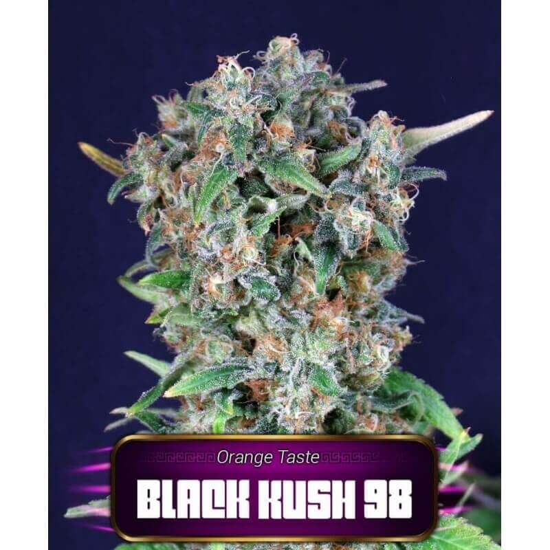 black-kush-98-geaseeds