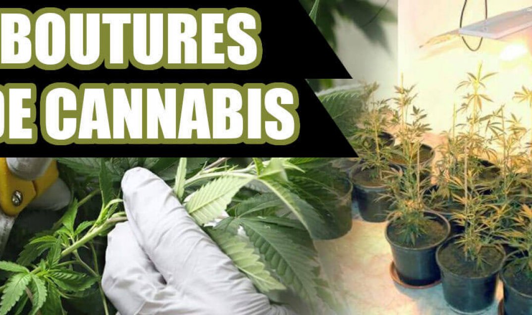 Consejos para plantar Marihuana: Los mejores trucos