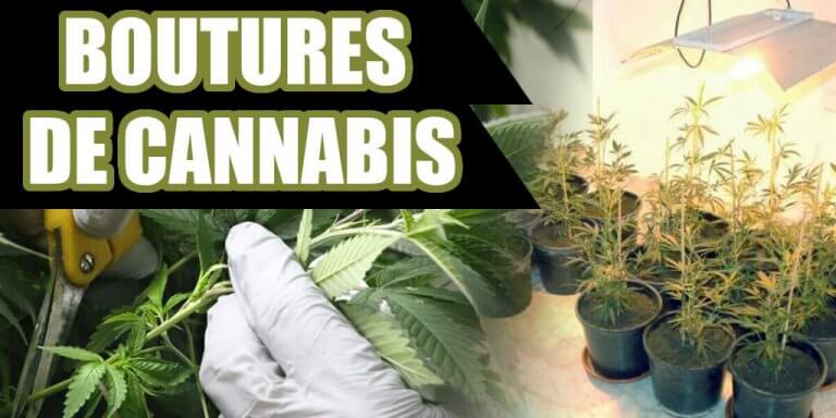 COMMENT FAIRE DES BOUTURES 2