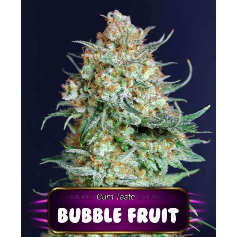bubble-fruit-geaseeds